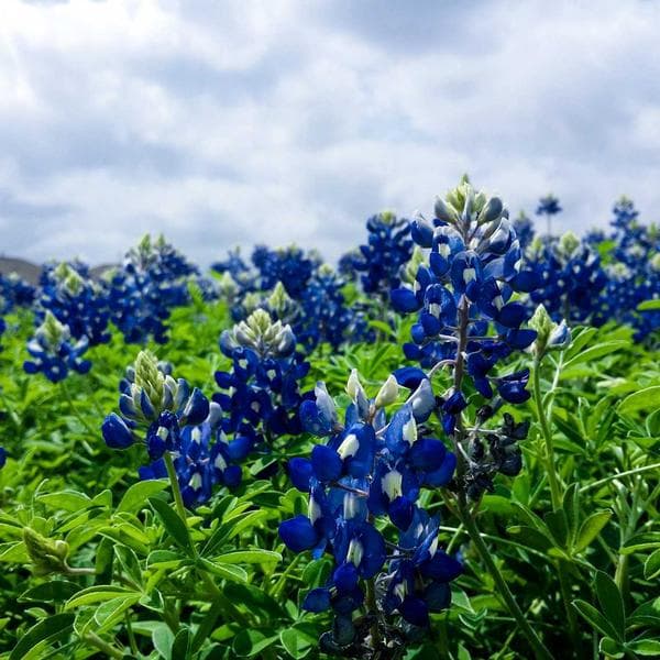 Gürültü Engelleme Kulaklık - 2