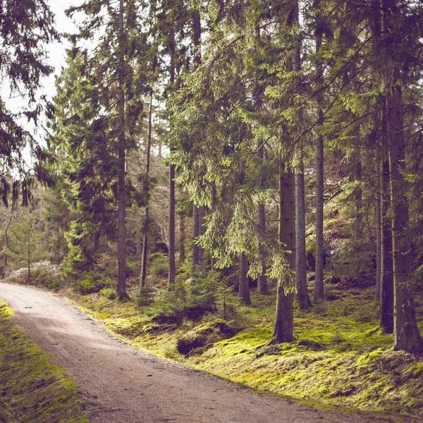 Profesyonel Futbol Ayakkabısı