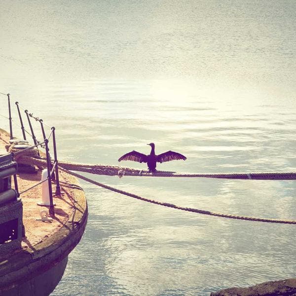 Krema Ruj Şarap - 2