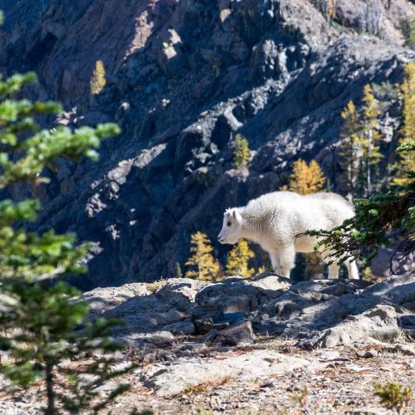Döner Fırça Süpürge - 3