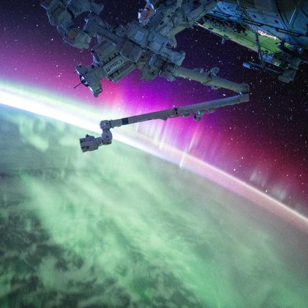 Köpek Gezdirme Tasması 2m