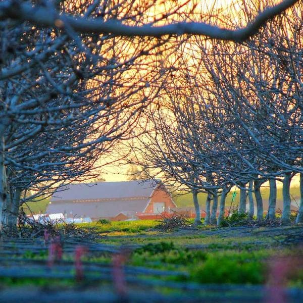 Diş Arası Temizleme 100 Parça - 3
