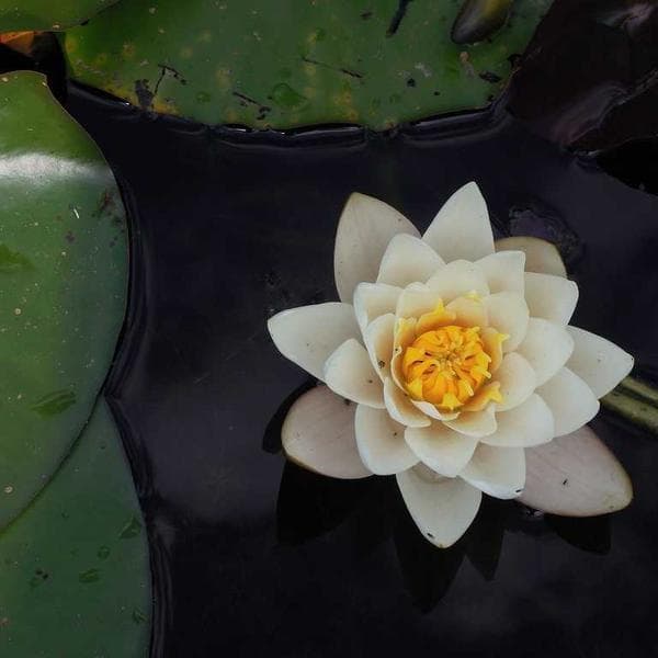 Büyük Beden Bluz - 2