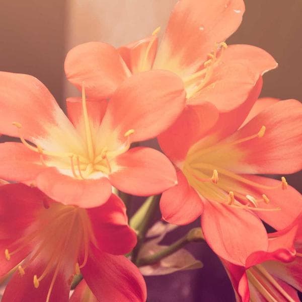 Audio-Technica AT2020 USB Mikrofon