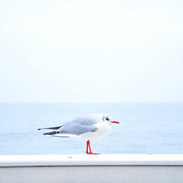 Futsal İç Halı Ayakkabısı - 2