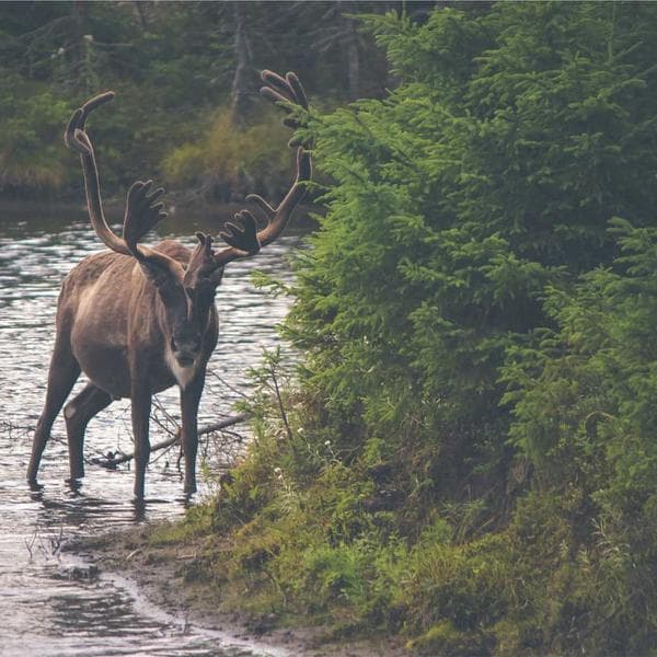 Vanilla Dondurma 500ml - 1