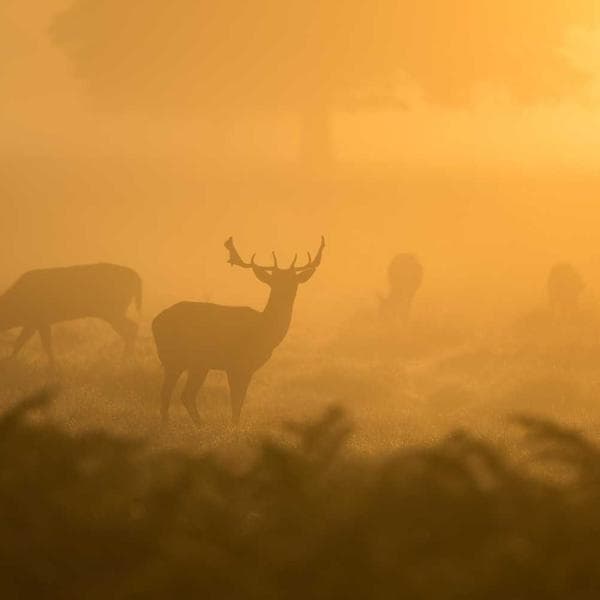 El Dokuma Halı 100x150 cm - 2