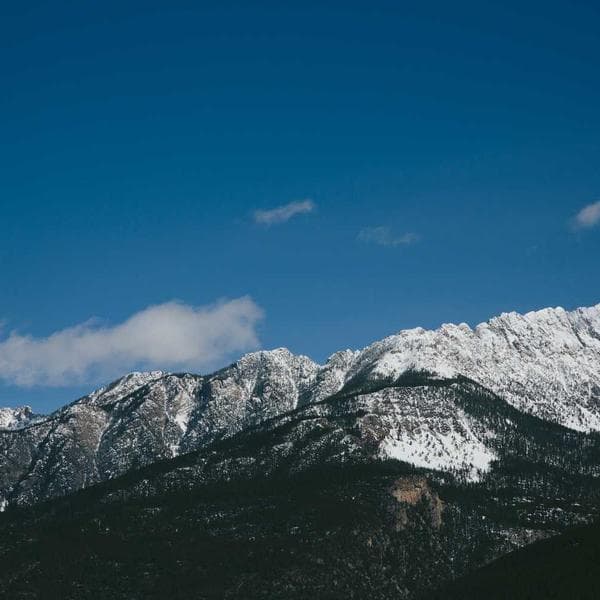 Kuş Vitaminli Besin