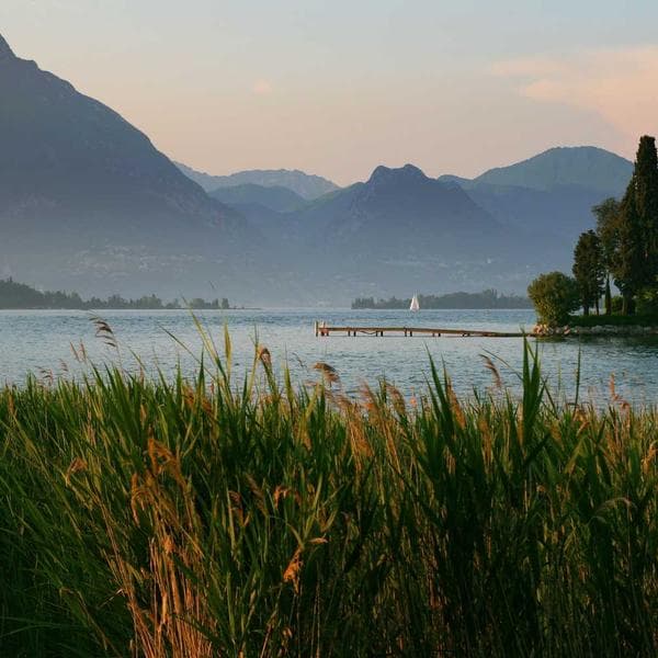 Kedi Fırçası Tırnak Kesici - 3