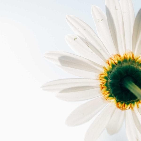 Diş Açıcı Solüsyon - 2