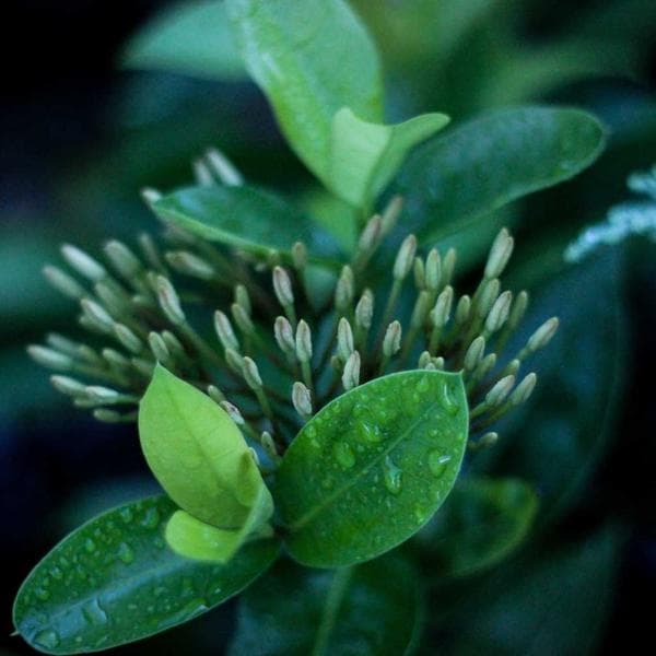 Masa Lambası Ofis Gözlüksüz - 2