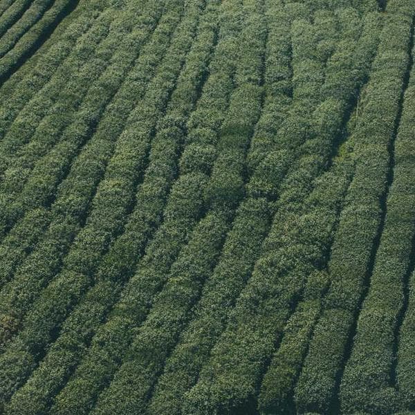 21.5" LED Monitor Ofis