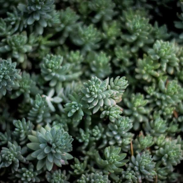 Çikolata Tablet 100g