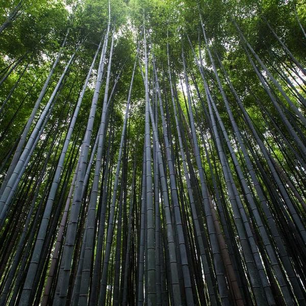 Kamp Çadırı 4 Kişilik - 3