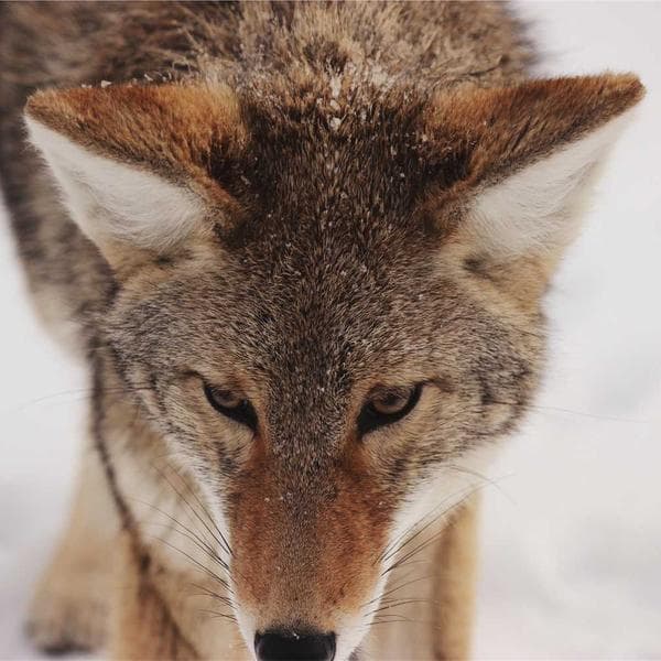 Yüzme Şapkası Silikon