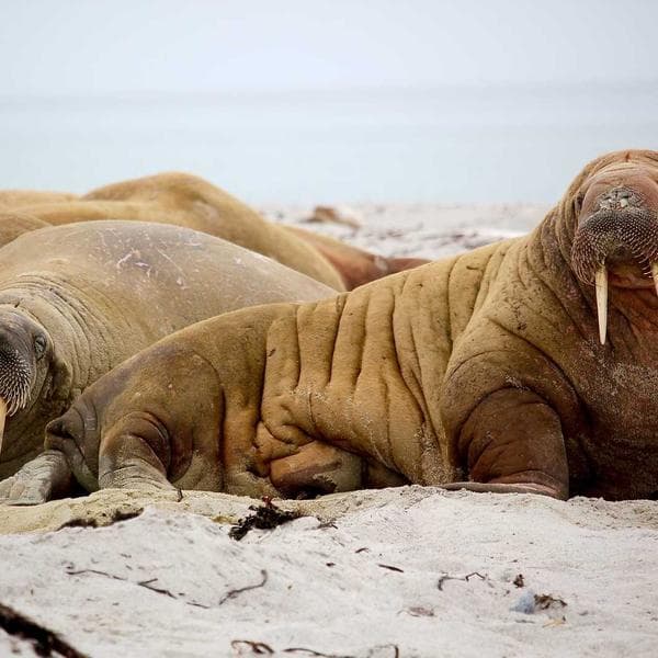 Kilim Desenli Yastık Kılıfı - 2