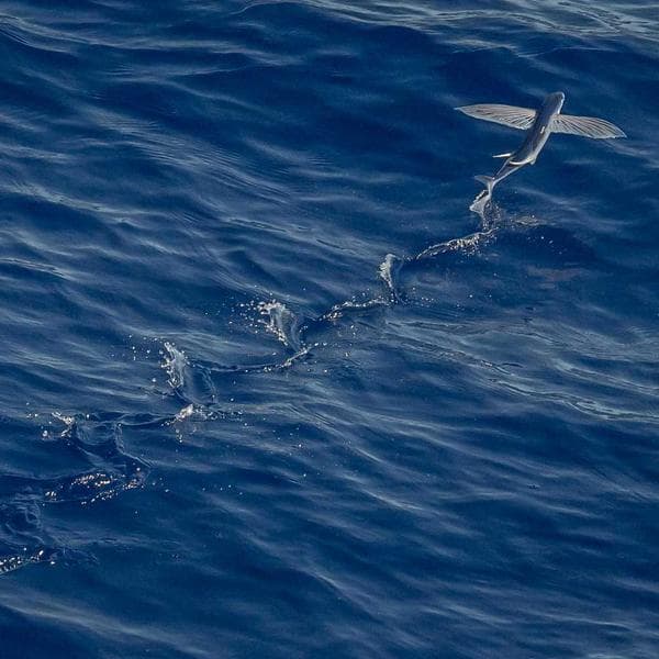 Jogger Çocuk Pantolonu