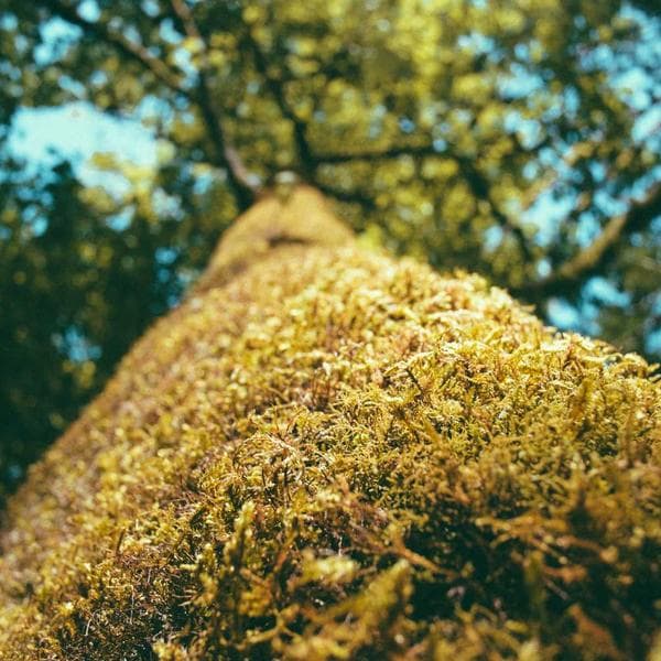 Omega-3 Balık Yağı 60 Kapsül - 3