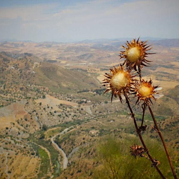 Kola Aromalı Enerji İçeceği - 3