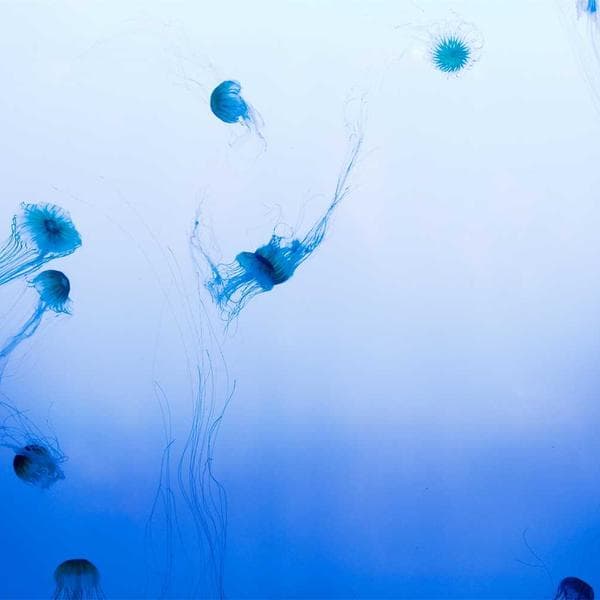 Ağız Gargarası 500ml