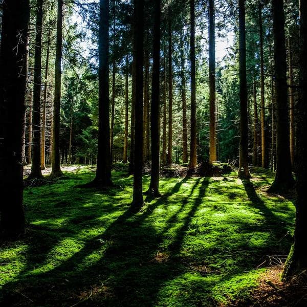 Siyah Ofis Elbisesi - 2