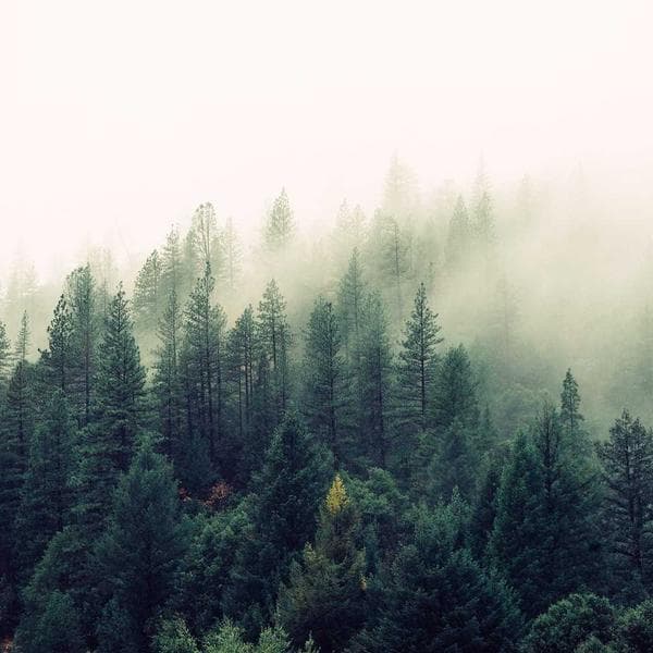 Ağız Gargarası - 2