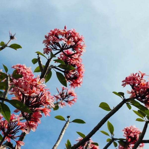 DL Pencereli Zarf 80 gr - 3