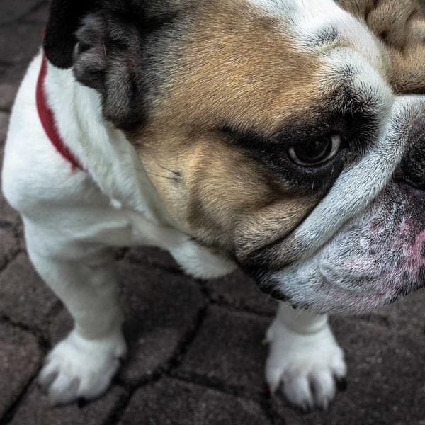 A4 Kopya Kağıdı 500 Sayfa - 3